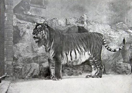 摄于1899年的里海虎影像资料。按照两个亚种的分类规则，这应该是一只“大陆虎”。图片来源：Wikimedia Commons