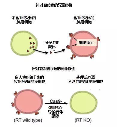 癌细胞图片:震撼!癌细胞竟成抗癌先锋:杀遍全身肿瘤再乖乖自杀