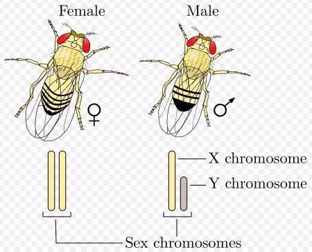 果蝇性别决定（来源网络）