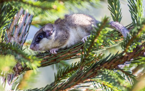 林睡鼠,图片来源gbif