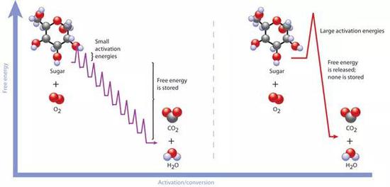 左：葡萄糖分子在细胞内逐级氧化，可控释放能量；右：葡萄糖通过燃烧剧烈释放能量（图片来源：http://www.nature.com/）