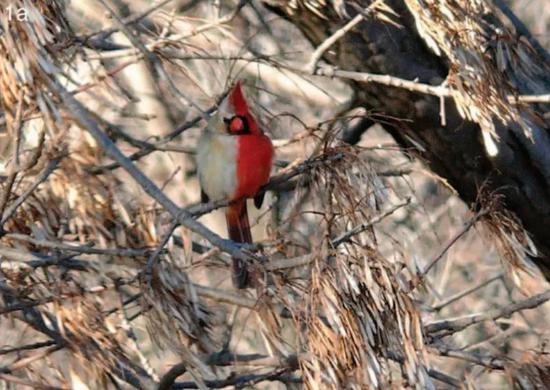 被长期观测的这只北美红雀是“男左女右”，左边是雄性的鲜红色，右边是雌性的褐灰色。而大多时候，半雌半雄的鸟表现为“女左男右”。