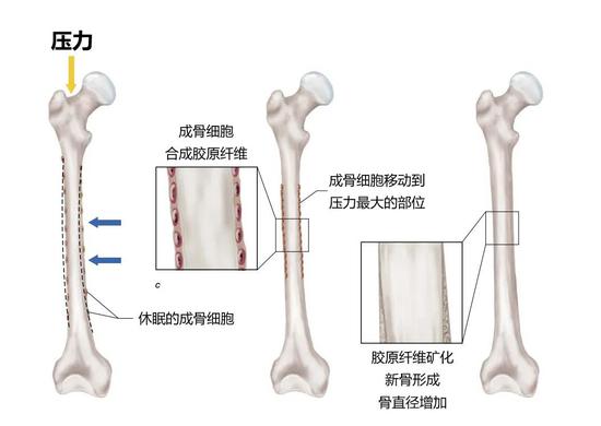 成骨细胞在压力刺激下移动，分泌胶原纤维，矿化为磷酸钙晶体，新骨质形成，骨骼直径和强度增加