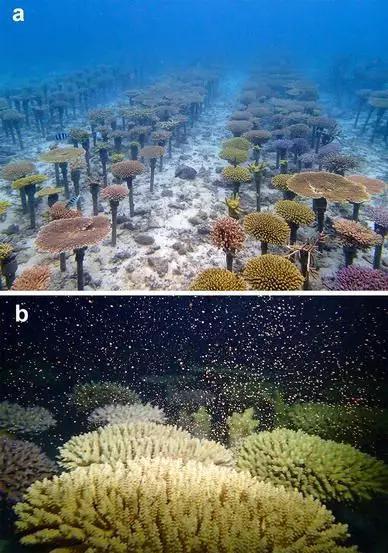 日本移植的柔枝鹿角珊瑚（Acropora tenuis）生长至成体后（a），在2015年6月排放出大量珊瑚卵团（b）（图片来源：Zayasu and Shinzato 2016）。