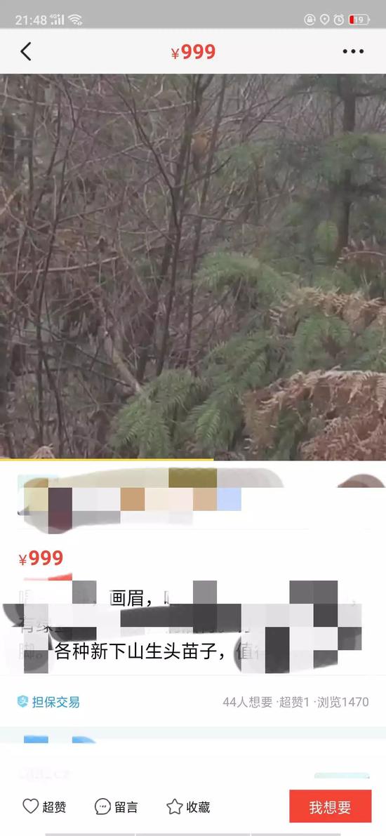 然而,在闲鱼上,可以直接搜索到不少出售活体画眉鸟的卖家.