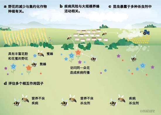 蜂儿们的餐桌上，摆着杀虫剂、寄生虫和饥荒