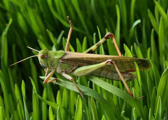 飞蝗（Locusta migratoria）