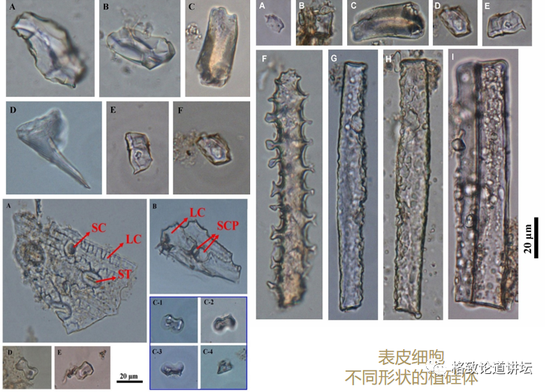 马鬃龙特殊牙齿结构发现