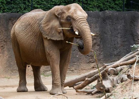 非洲象Kelly | Zoo Atlanta