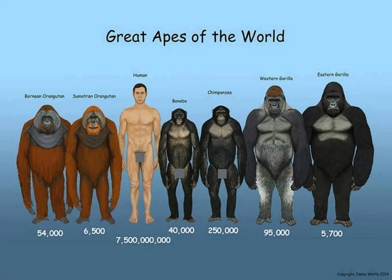 现存的人科大猿集体果照。图片来源：右下角