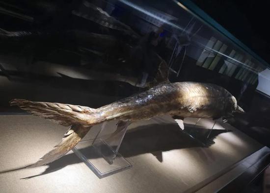 在武汉水生所博物馆，静静躺着的白鲟标本，诉说它曾经存活的模样。（摄影：邸利会）