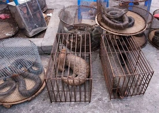 缅甸，关在笼中进行非法交易的穿山甲 | Dan Bennett / Wikimedia Commons
