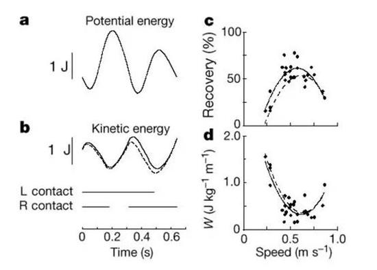 a、b 帝企鹅在0.54m/s行走速度时的重力势能和动能的波动图 c 、dy摇摆的能量回收效率 图源：文献1