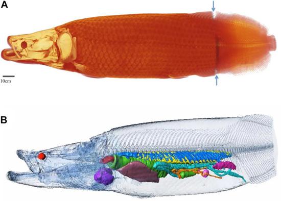 巴西骨舌鱼的鱼鳔（蓝色）和里面的空气（黄色）。图片来源：（DOI）10.3389/fphys.2020.00260