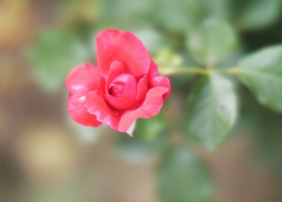 新浪科技综合|大光圈的诱惑 七工匠50mm/0.95镜头试用