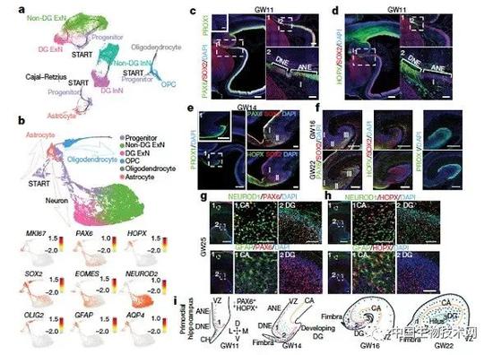科学家绘制人类海马体发育的细胞图谱和基因调