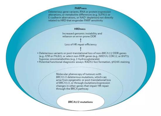 这张图应该能帮助理清PARP、HRD、BRCA的概念