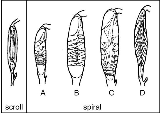 左侧为画卷型螺旋瓣，右侧4种为螺旋形螺旋瓣。|Hunt， A。 P。， et al。/ Vertebrate Coprolites （2012）