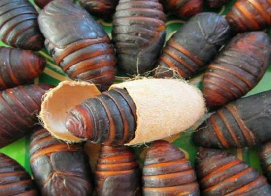 ▲蜂蛹(图片来自网络)