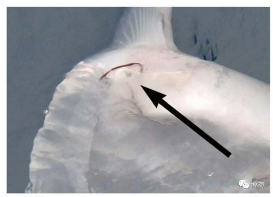 翻车鱼背鳍上的寄生虫 　　图片来自：oceansunfish.org
