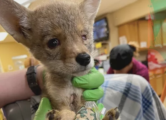 　受伤的郊狼幼崽。图片来源：Apple Valley Animal Hospital