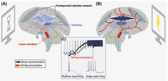 怎么总是忍不住玩手机……可能这一小撮细胞出了问题
