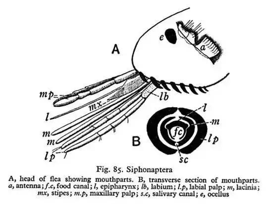 跳蚤的口器。| www.micrographia.com