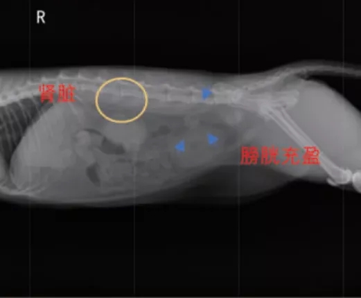 X 射线检查结果显示患猫膀胱充盈