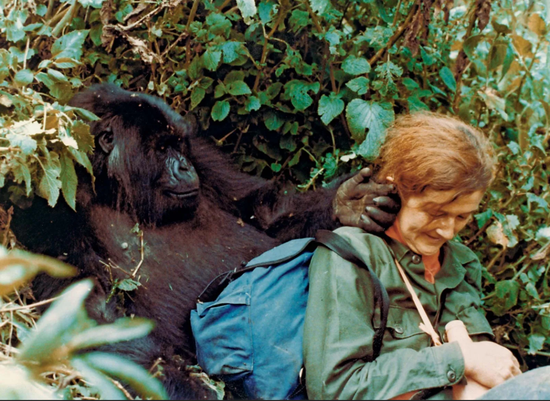 保护了242只大猩猩的她，却被谋杀于自己的小屋|大猩猩_新浪科技_新浪网