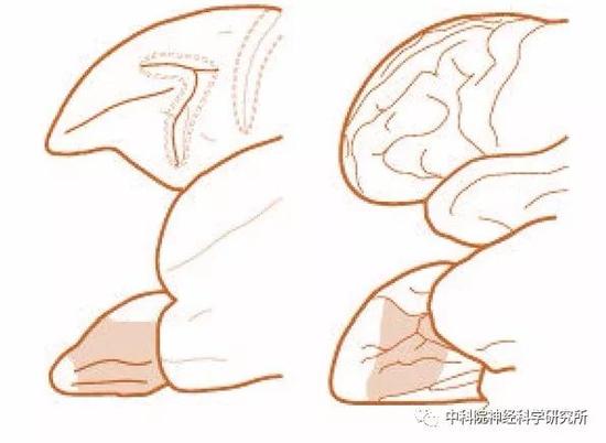 图1阴影部分展示了眶额叶皮层所在位置。左图为猕猴脑图谱，右侧为人的脑图谱。大脑的前端朝左，上图展示的是大脑的侧面观，下图展示的是底面观（从大脑的底部向上看过去，脑侧缘朝上）。（图片来源：RichardE.Passingham and Steven P.Wise &lt；The Neurobiology of the PrefrontalCortex&gt；。