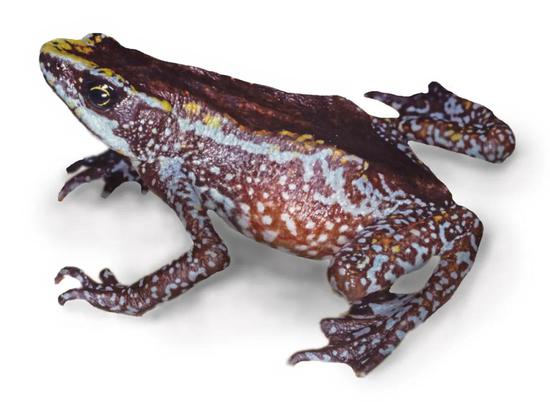 奇里基哈莱奎因蛙 。图片来源：wikipedia
