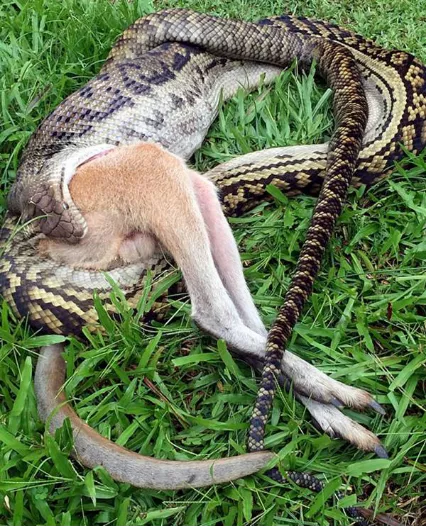 打开澳洲蛇类网站，地毯蟒吞食袋鼠的图片比比皆是（图片版权：Bernie Worsfold/7 News Sydney/Facebook）