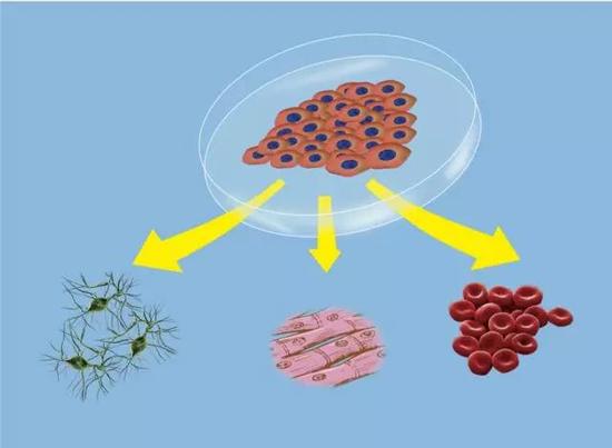 干细胞可分化成不同类型的细胞（来源：网络）