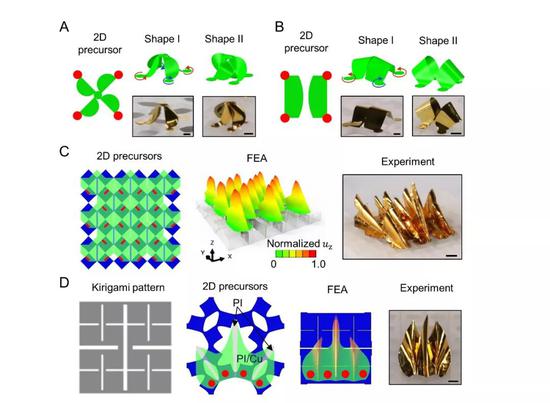 图3： 各种利用屈曲和扭转从二维图形设计实现的可重构三维微结构。（A-B） 通过屈曲和扭转实现的具有手性和可局部折叠的三维结构； （C） 局部可折叠的三维结构阵列； （D） 在具有多层剪切图形设计的弹性基底上实现的复杂局部可折叠结构 。