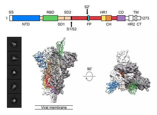 ▲ 新冠病毒S蛋白的结构