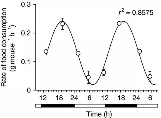  小鼠主要在夜间进食