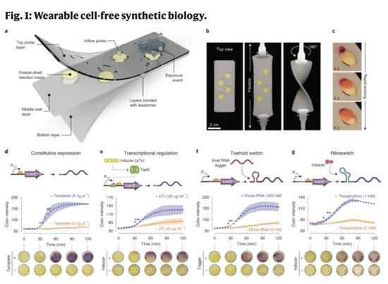 可穿戴、无细胞合成生物学穿传感器示意图。图片来源：《自然·生物技术》在线版