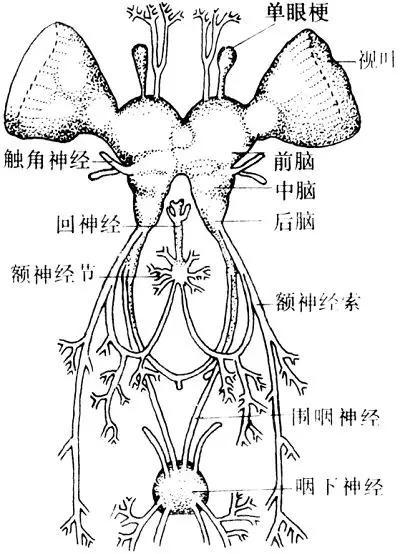  （图片来源：昆虫嗅觉系统结构与功能研究进展昆虫学报）