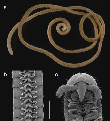 图片来自论文，doi： 10.1038/s41598-021-02447-0（CC BY-4.0）