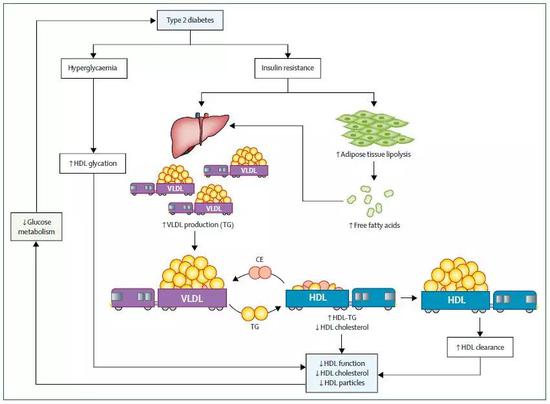 ▲2型糖尿病患者体内，甘油三酯会把胆固醇“挤”下HDL，HDL功能受损也会反过来影响血糖代谢（图片来源：参考资料[1]）