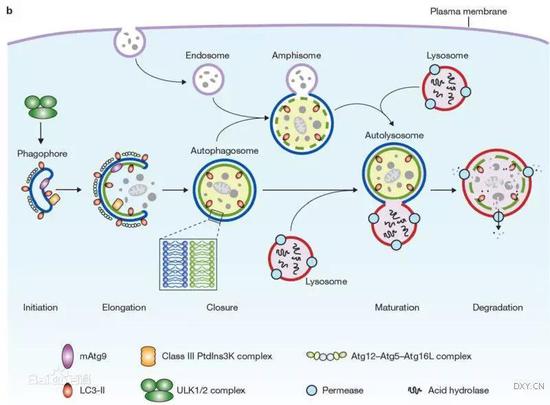 自噬（Autophagy）基本过程 ：部分胞质和细胞内需降解的细胞器、蛋白质首先被称为“隔离膜”的囊泡包裹，囊泡最终形成双层膜结构——自噬体（autophagosome）；自噬体与胞内体融合形成中间自体吞噬泡（intermediate autophagic vacuoles）；最终自体吞噬泡的外膜与溶酶体融合形成自噬溶酶体（autophagolysosome），由溶酶体内的酶降解自体吞噬泡中的内容物和内膜。