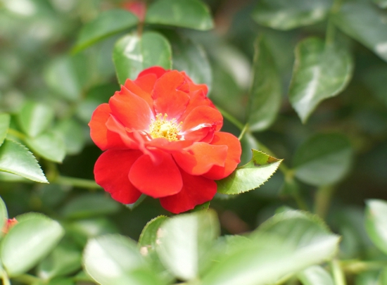 新浪科技综合|大光圈的诱惑 七工匠50mm/0.95镜头试用