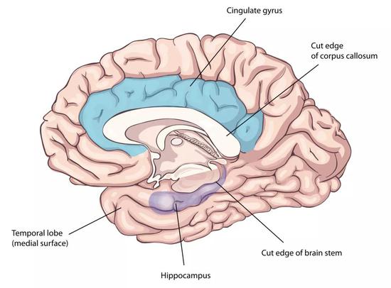 边缘系统（the limbic system）解剖示意图