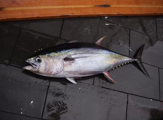 墨西哥湾的黄鳍金枪鱼。图片来源：NOAA Photo Library