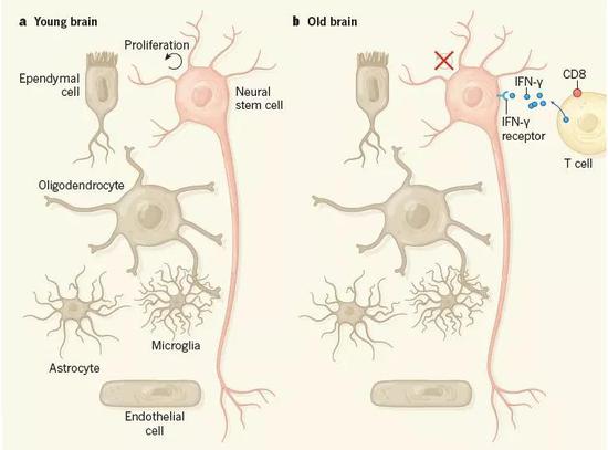  ▲衰老大脑内，神经干细胞旁边的T细胞释放干扰素γ（图片来源：参考资料[2]）