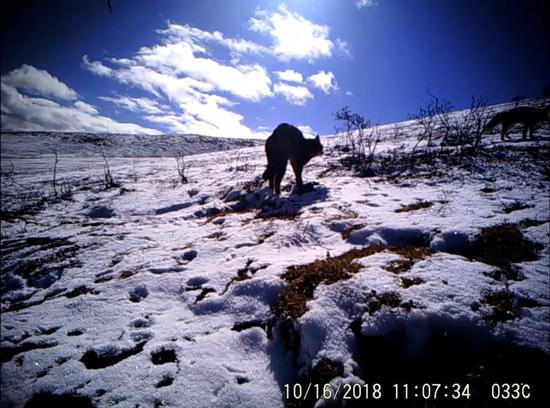 「新浪科技综合」不在荒漠的荒漠猫新浪科技综合2020-08-04 10:02:480阅