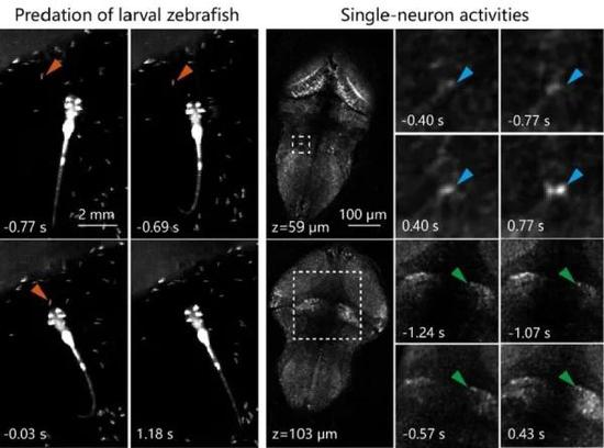 图2.（左）斑马鱼幼鱼捕食行为的一个例子。0s 为斑马鱼吞食草履虫的时刻。（右）左图斑马鱼捕食行为中，共聚焦光场显微镜记录到的两个不同脑区的神经元活动。箭头所指为过程中激活的单个神经元。