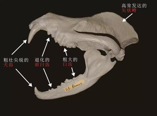 犬熊属头骨结构示意图