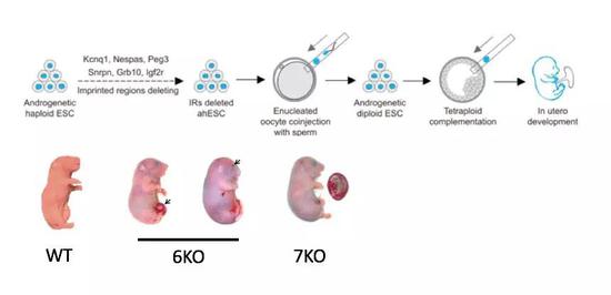 通过精确修饰孤雄单倍体干细胞上6个印记基因，并将其与另外一枚精子同时注射到小鼠去核卵中，培养成胚胎干细胞，通过四倍体补偿的方式可以得到后代。7KO的小鼠相比与6KO的小鼠更接近正常小鼠，可以短期存活。