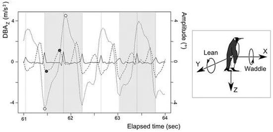 企鹅身体左右摇摆加速度随时间的变化，正值表示右侧倾斜，负值表示左侧倾斜 图源：文献2